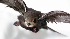 Bird streach (снимка): най-бързият полет на земята